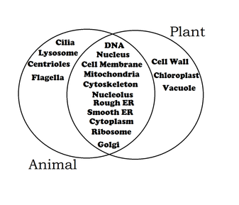 Animal Cells and Plant Cells - cells world